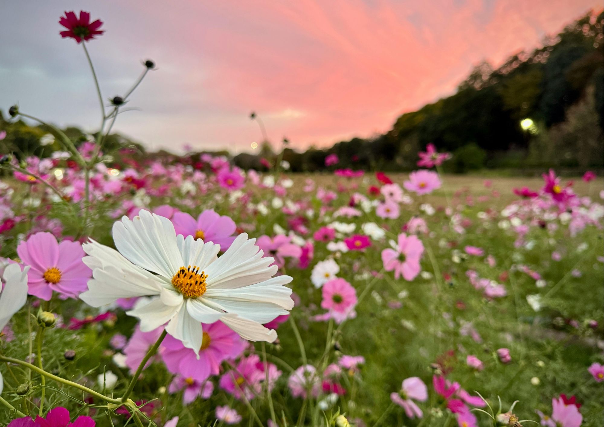Muttertag am 10. Mai (2)